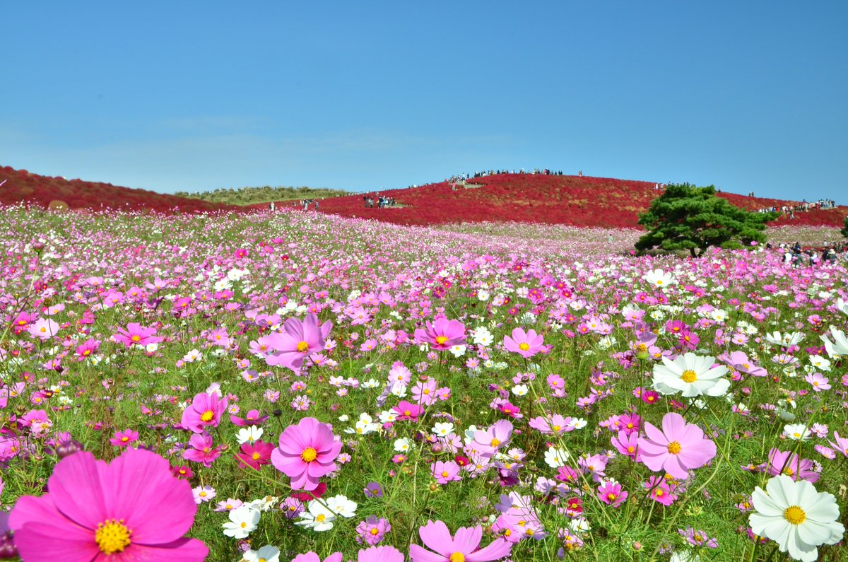 茨城県ひたちなか市の「ひたち海浜公園」コスモス・コキア